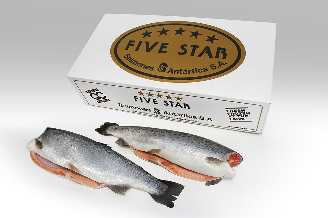 Trucha Trout Steelhead Box HG (Head gutted)